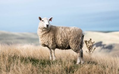 Die Bolzenschussbetäubung vor der rituellen Halal-Schlachtung